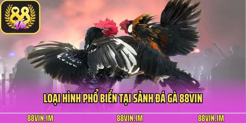 Đá Gà 88vin 3 Loại hình phổ biến tại sảnh đá gà 88vin