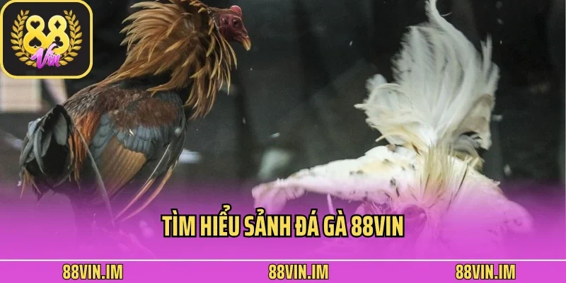 Đá Gà 88vin 1 Tìm hiểu sảnh đá gà 88vin
